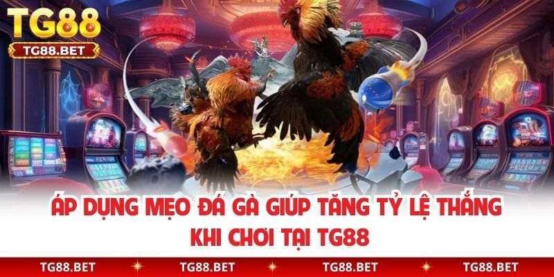 Áp Dụng Mẹo Đá Gà Giúp Tăng Tỷ Lệ Thắng Khi Chơi Tại TG88
